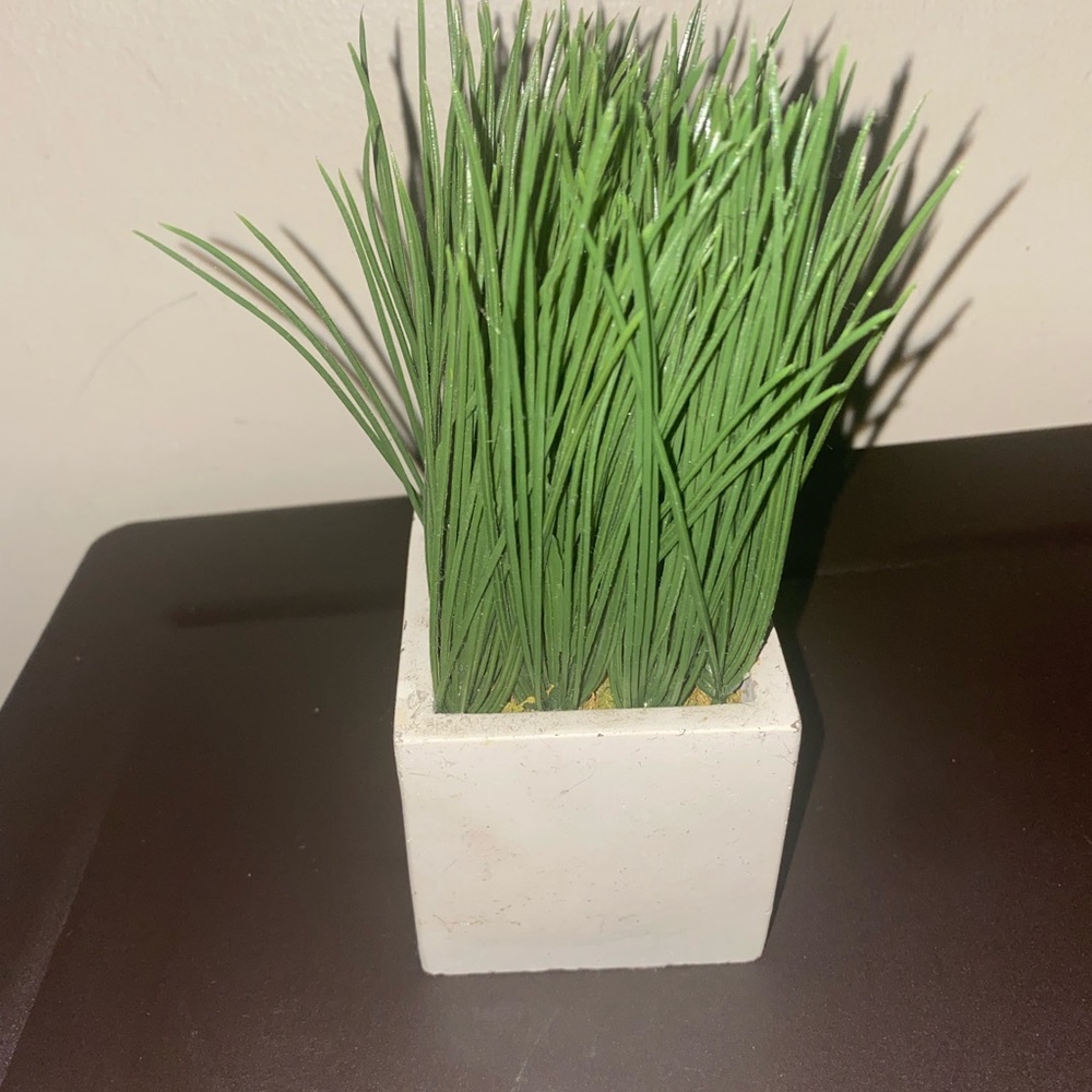 Small Desk Plant